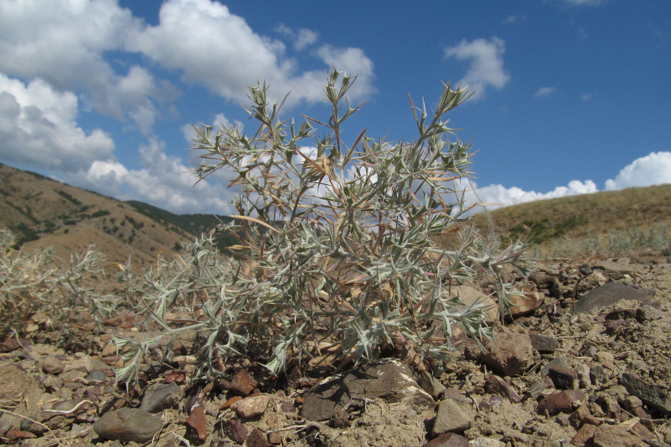 Изображение особи Ceratocarpus arenarius.