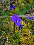 Viola altaica. Цветущее растение. Алтай, Улаганский р-н, Улаганский перевал, озеро Киделю, ≈ 2000 м н.у.м., опушка хвойного леса. 18.06.2019.