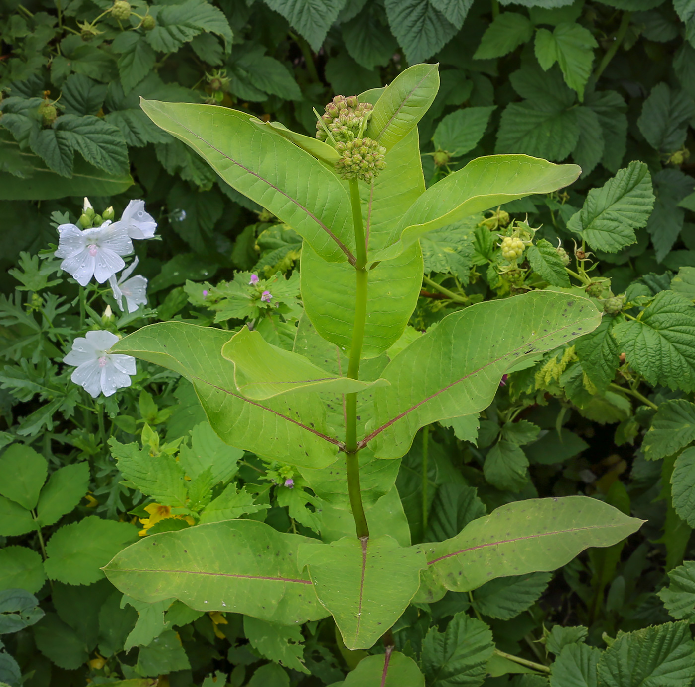 Изображение особи Asclepias syriaca.