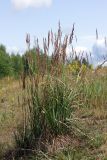 Calamagrostis epigeios