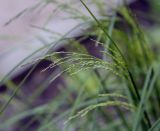 Deschampsia cespitosa