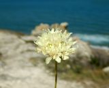 Cephalaria uralensis