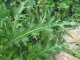 Cirsium elbrusense