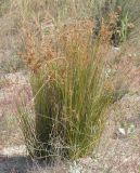 Juncus maritimus