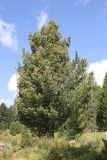 Pinus sibirica