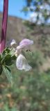 Phlomoides kurpsaica