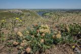 Astragalus calycinus