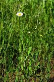 Leucanthemum ircutianum