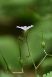 Geranium robertianum