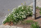 Anthemis palaestina