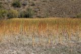 Typha angustifolia. Вегетирующие и плодоносящие растения. Казахстан, Туркестанская обл., Байдибекский р-н, хр. Каратау, берег вдхр. Байжансай. 23 сентября 2023 г.