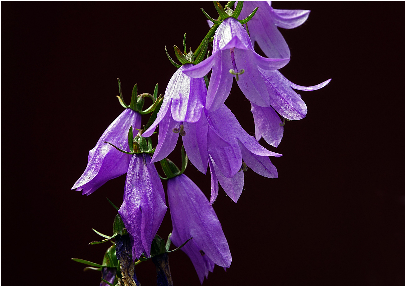 Изображение особи Campanula rapunculoides.