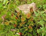 Sarracenia purpurea. Вегетирующее растение (слева ветви Chamaedaphne calyculata, справа – побеги Viola stagnina (?)). Московская обл., г. Видное, садовый участок, искусственное болотце, на подушке мха Polytrichum sp. 23.07.2023.