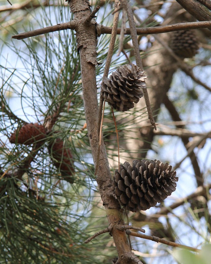 Изображение особи Pinus pinaster.