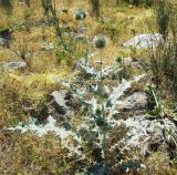 Echinops leucographus