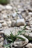 Plantago lanceolata. Зацветающее растение. Южный Казахстан, Верхний Боролдай, каменистая коса на реке. 29.06.2011.