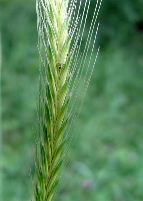 Изображение особи Hordeum bulbosum.