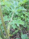 Heracleum sibiricum. Часть побега. Новосибирская обл., Карасукский р-н, с. Благодатное, опушка колка. 08.07.2012.