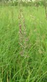 Calamagrostis neglecta