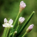 Epilobium maximowiczii