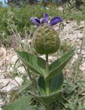 Clematis integrifolia. Верхушка побега с распускающимся цветком. Украина, Крым, Ялтинский горно-лесной природный заповедник, Ай-Петри. 23.05.2013.