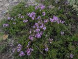 Thymus helendzhicus. Веточки с цветками. Краснодарский край, Новороссийский р-н, окр. пос. Абрау-Дюрсо, можжевеловое редколесье. 14.07.2013.