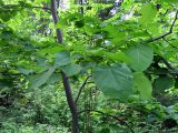 Tilia americana. Ствол и часть кроны. Финляндия, окрестности г. Коувола, лесопарк Арборетум Мустила. 9 июня 2013 г.