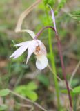 Calypso bulbosa