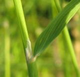 Calamagrostis canescens