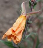 Oenothera argillicola