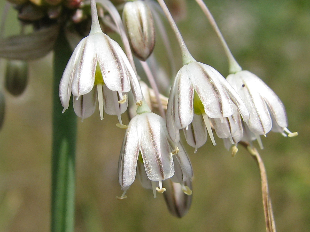 Изображение особи Allium oleraceum.