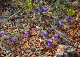 Campanula taurica. Цветущее растение в каменистой степи. Крым, Караньское плато. 31 мая 2014 г.