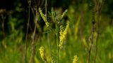 Melilotus officinalis