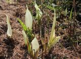 Arum italicum