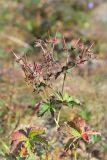 Geranium sylvaticum