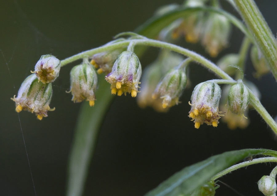 Изображение особи Artemisia vulgaris.