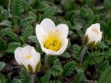 Dryas punctata