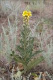 Verbascum ovalifolium