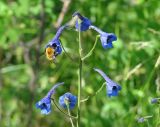 Delphinium elatum