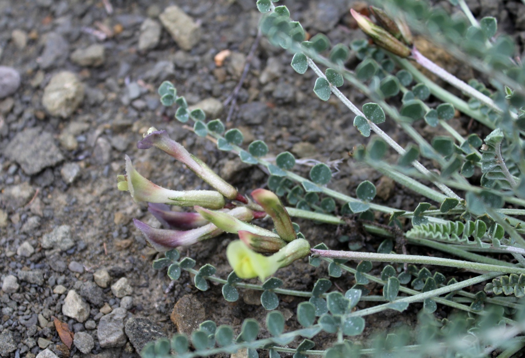 Изображение особи Astragalus confiniorum.