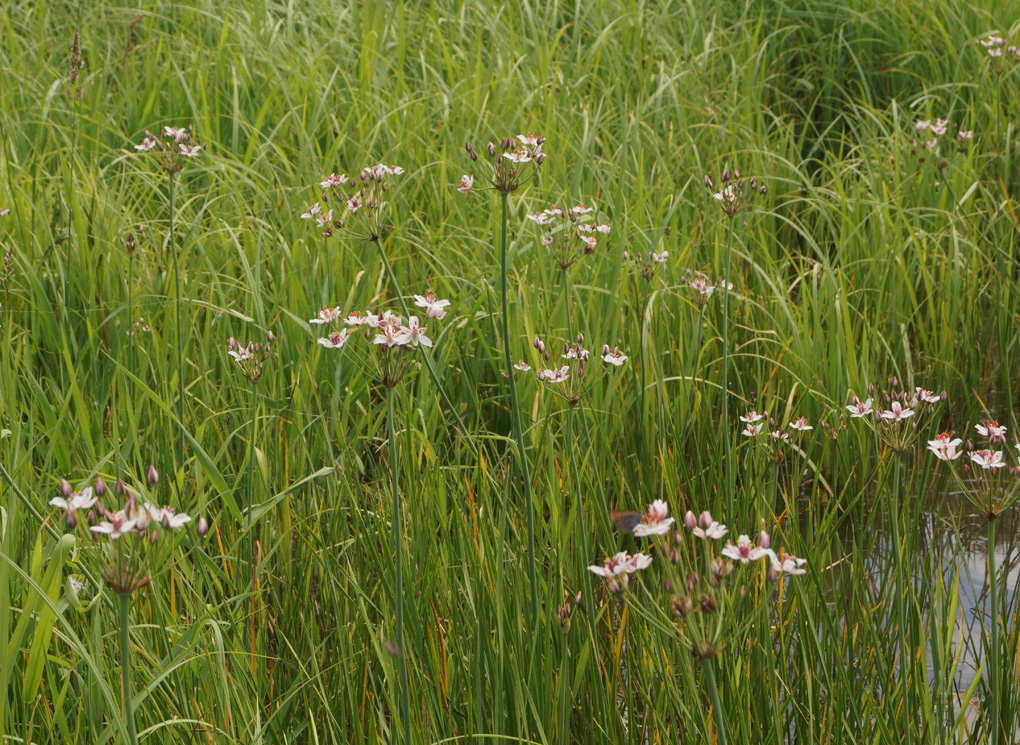 Изображение особи Butomus umbellatus.