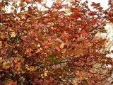 Rosa spinosissima. Часть кроны с листьями в осенней окраске. Санкт-Петербург. 11 ноября 2009 г.