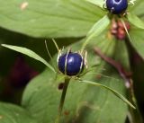 Paris quadrifolia