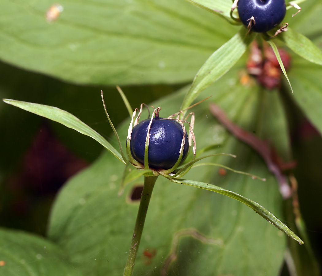 Изображение особи Paris quadrifolia.