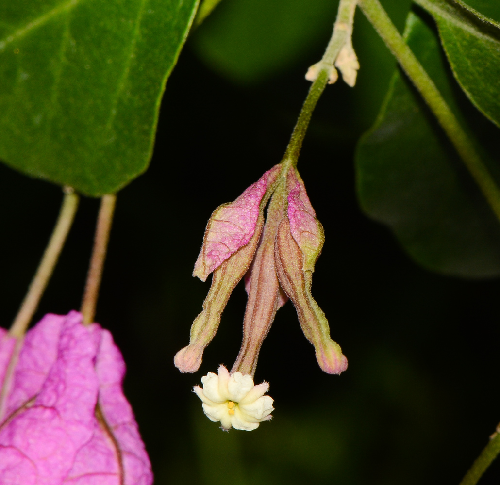 Изображение особи род Bougainvillea.