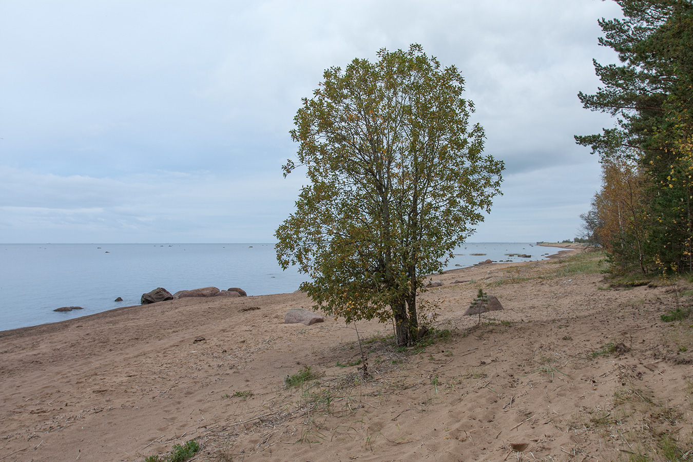 Изображение особи Salix caprea.