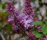 Syringa vulgaris