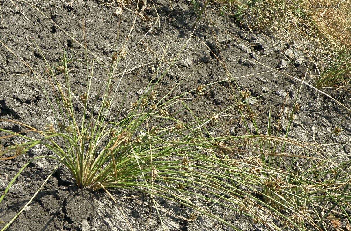 Изображение особи Schoenoplectiella lateriflora.