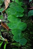 Rhaphidophora korthalsii. Часть побега. Малайзия, штат Саравак, национальный парк Бако; о-в Калимантан, влажный тропический лес, на поросшем мхом стволе дерева. 08.05.2017.