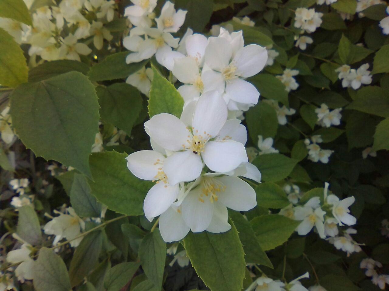 Изображение особи род Philadelphus.